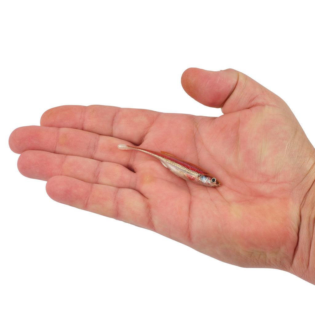 Berkley PowerBait® Drip Minnow