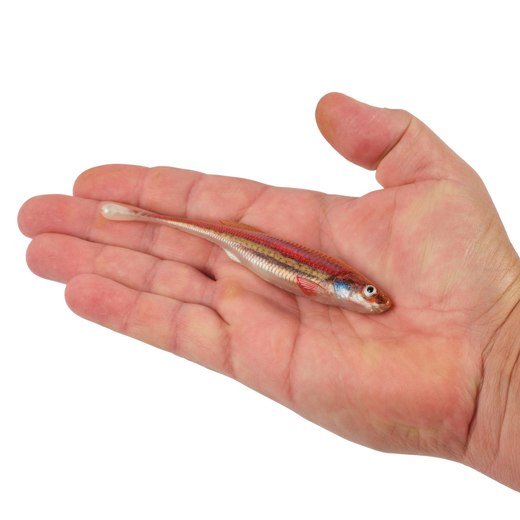 Berkley PowerBait® Drip Minnow