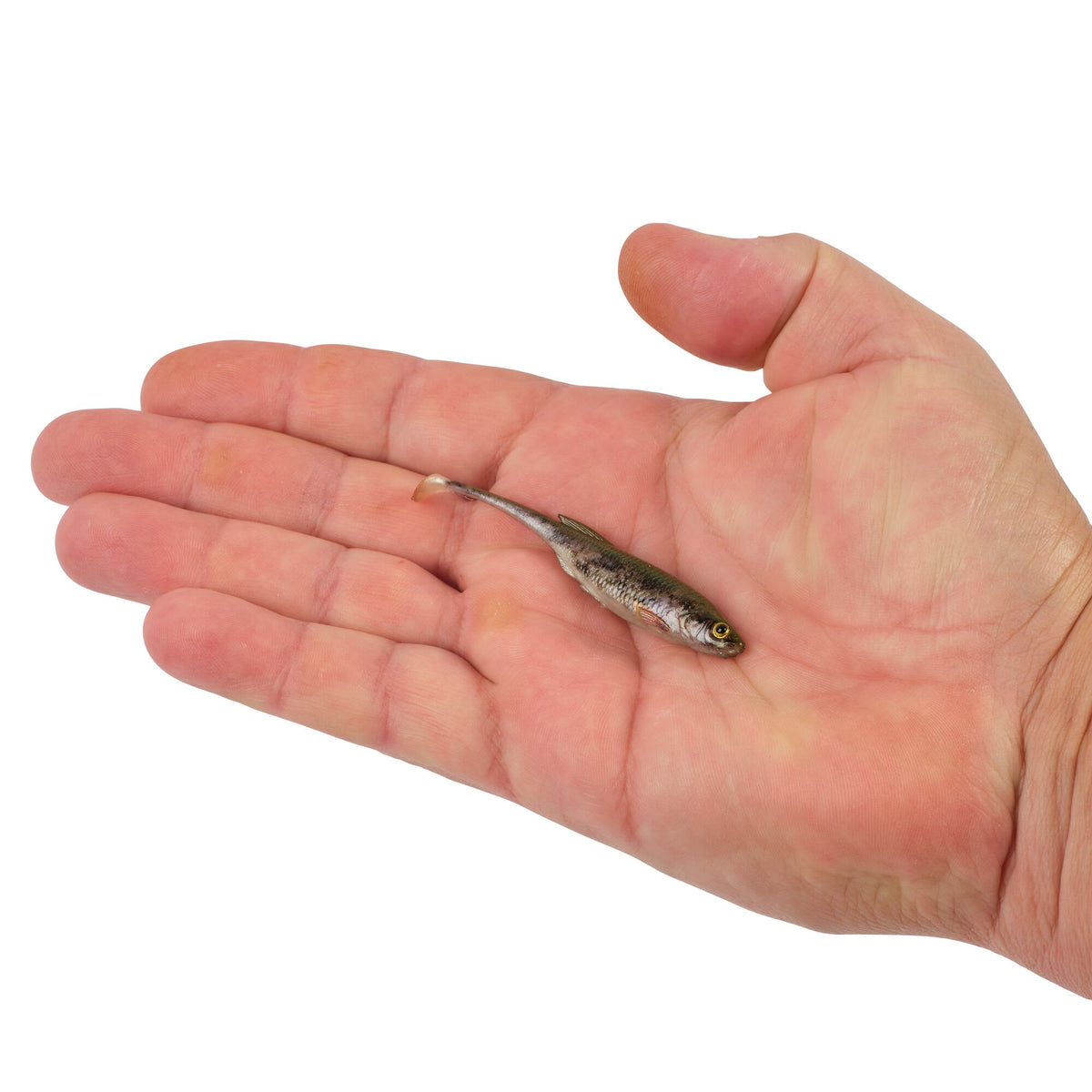 Berkley PowerBait® Drip Swimmer