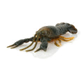 Savage Gear Toughtec NED Craw